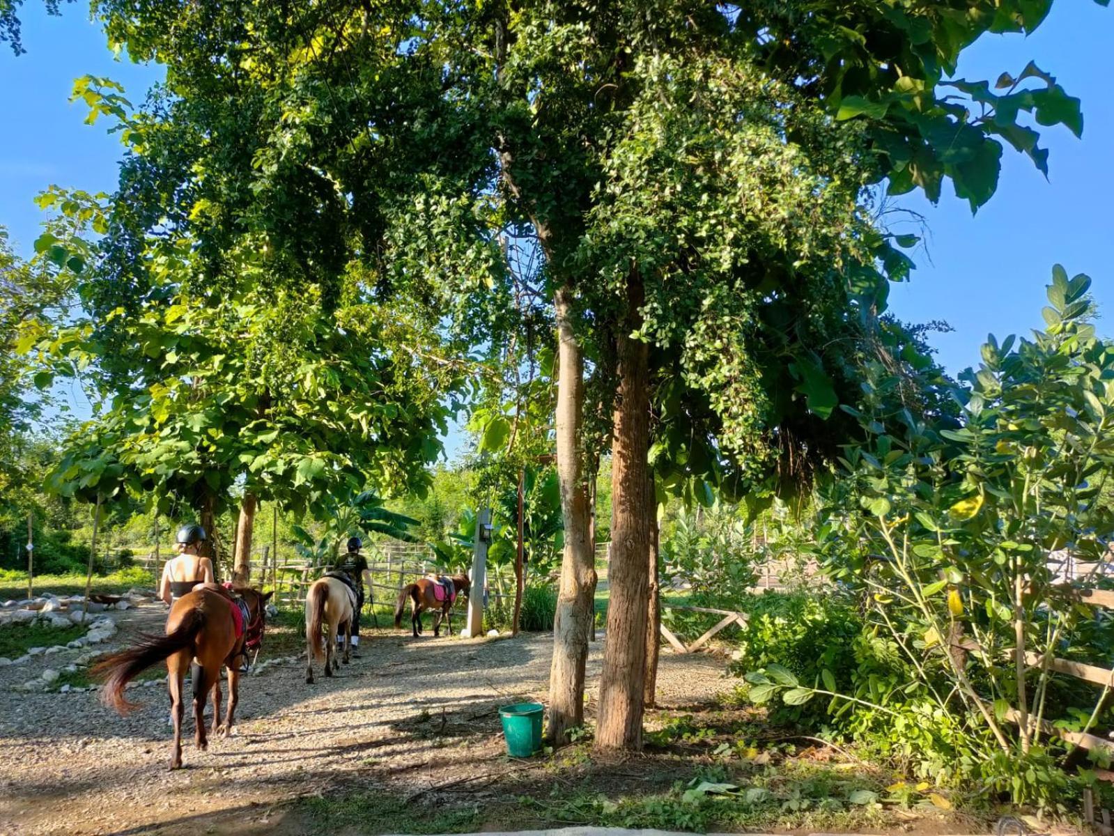 Namkhan Horses Stables Luang Prabang Dış mekan fotoğraf